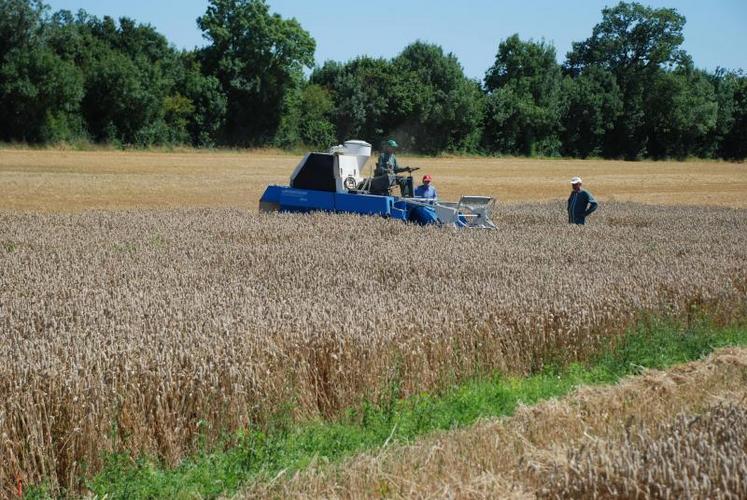 Le potentiel de la récolte de blé semble correct, comme pour les orges, avec un taux de protéines qui devrait être légèrement supérieur à celui de 2013.