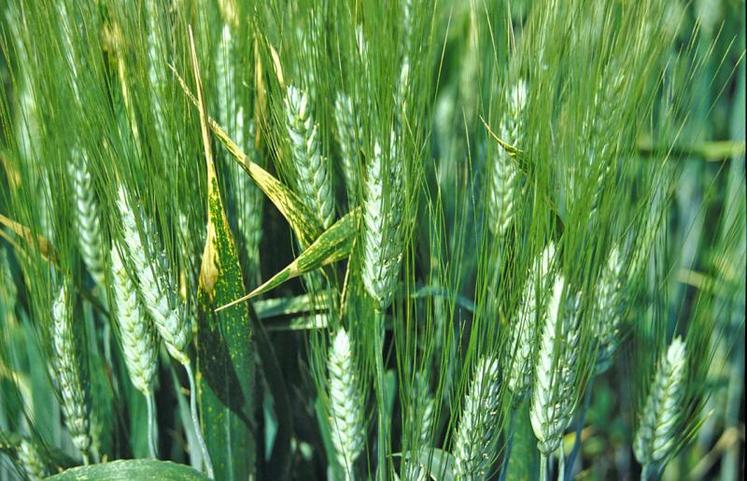 Les blés durs ne devront pas être semés avant le 15-20 octobre sous réserve de retenir les variétés les plus tardives.