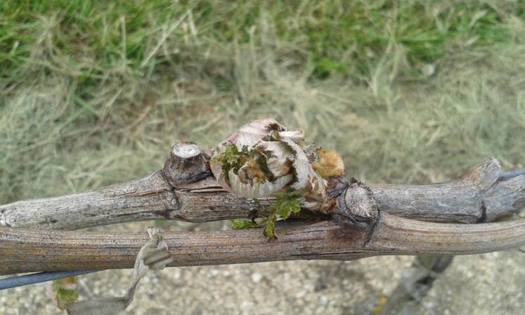 A -2°C, les bourgeons ont été assez sérieusement endommagés en pays-bas charentais, le 25 avril.