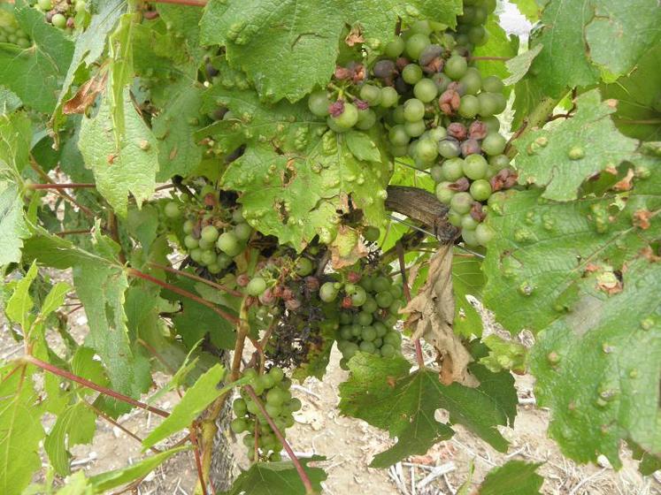 Les vignes ont souffert des conditions climatiques : gel, grêle et sécheresse.