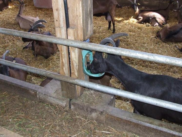 Une chèvre devrait consommer environ 2,5 à 4,5 litres par kg de matière sèche ingérée.