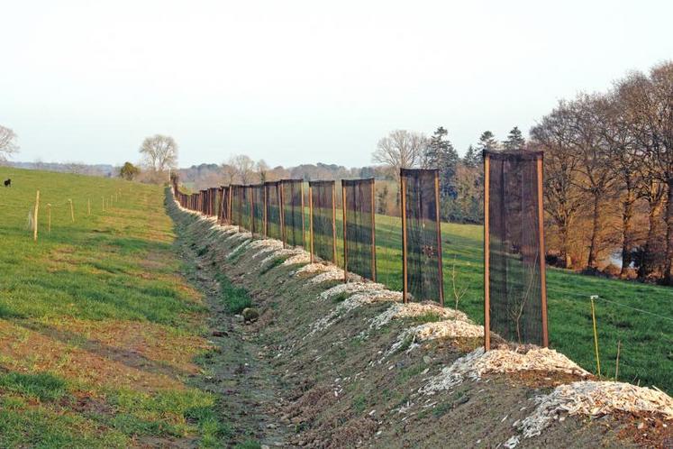 Les haies sur talus contribuent à lutter contre l’érosion.