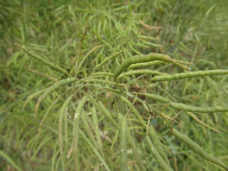 Selon Gwendal Chollet, «le très faible rayonnement durant la floraison a limité le nombre de siliques.»