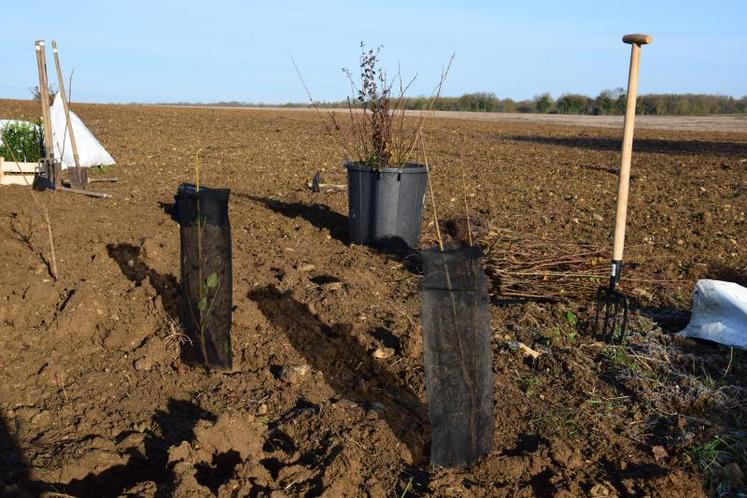 Une haie offre divers intérêts tant sur le plan agronomique qu'environnemental.