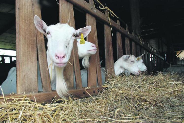 Les éleveurs ont dénoncé la baisse de 38e/1000 l sur les livraisons de lait de chèvre d’avril.