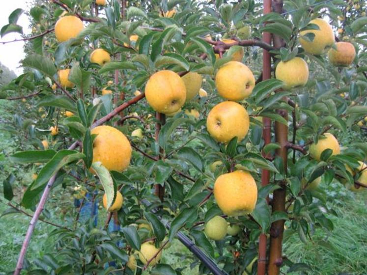 Les variétés naturellement résistantes à la tavelure, comme la variété Goldrush® ou Delisdor® (ci-dessus) nécessitent moins de traitements fongicides, mais doivent être mieux connues des consommateurs.