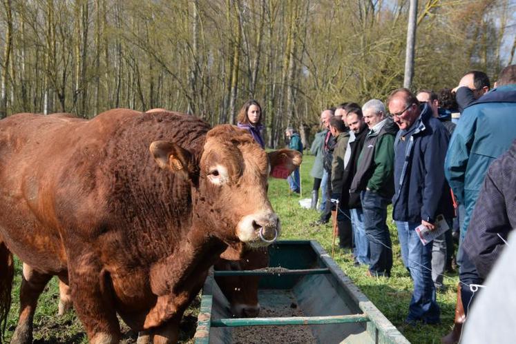 Les éleveurs sélectionneurs ont fait le tour des animaux du troupeau de 35 vaches Limousines du Gaec Rimbault-Brassac.