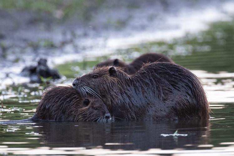 Le ragondin est porteur de la leptospirose, une maladie transmissible à l’homme et pouvant être mortelle. 