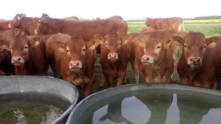 Chez les bovins touchés par la MHE, les signes cliniques sont proches de la FCO.