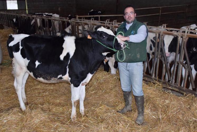 Cyril Deligné présentera 7 animaux au Show Open Génisses organisé les 8, 9 et 10 juin à Lezay. 100 Prim’Holsteins et près de 400 animaux sont attendus. Les races allaitantes seront en présentation.