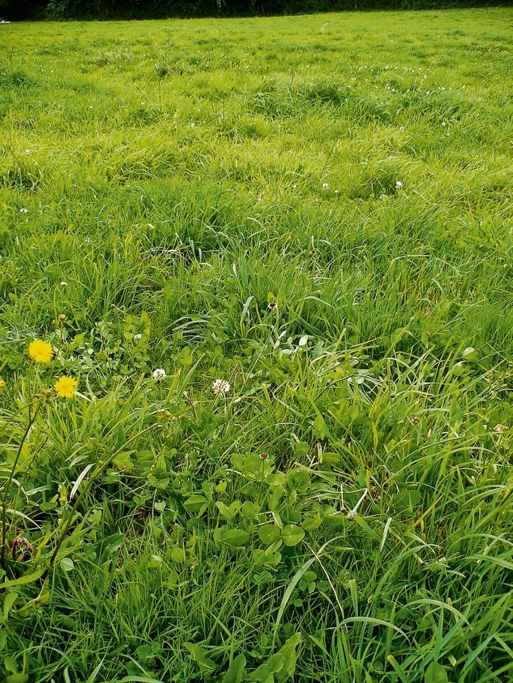 L’agrostide stolonifère : la plante développe des stolons qui possèdent des propriétés anti-germinative. (Source photo : le Guide pour un diagnostic prairial, édité par la chambre d’agriculture des Pays de la Loire)