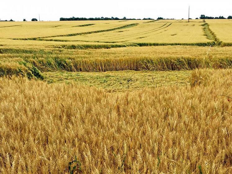 Les caprices de la météo ont perturbé la saison agricole sur de nombreuses communes du département. Le nord des Deux-Sèvres, habituellement sec, a enregistré de fortes précipitations.