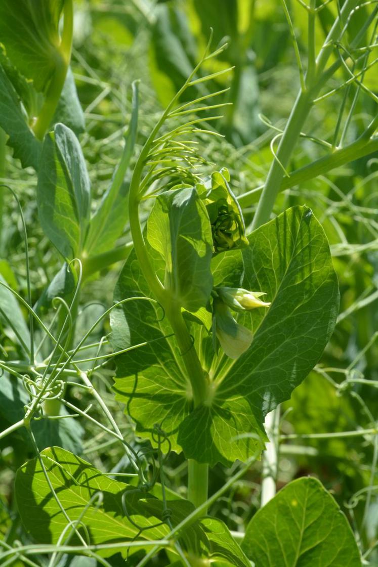 Il est important de choisir une parcelle présentant une réserve en eau élevée.