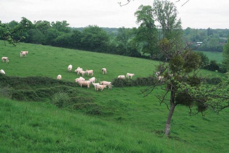 L’avenir de la filière bovin viande dépend des choix que l’Europe fera en matière de modèle d’élevage.