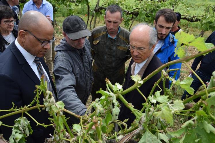 Le préfet de Charente est venu constater les dégâts dans les vignes du Rouillacais, accompagné de François Bonneau, président du Département.