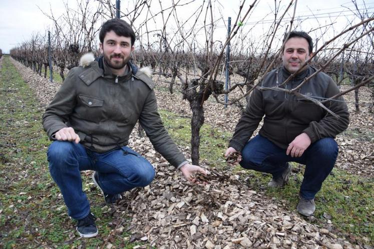 Frédéric Bourgoin et Stéphane Martin montrent le mulch de bois fragmenté disposé au pied des vignes.