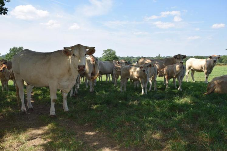 Face aux fortes chaleurs, les broutards au pré se réfugient à l’ombre des arbres. Comme elles ne transpirent pas, les vaches sont très sensibles aux conditions climatiques actuelles. Leur température corporelle est régulée par le seul travail des poumons.