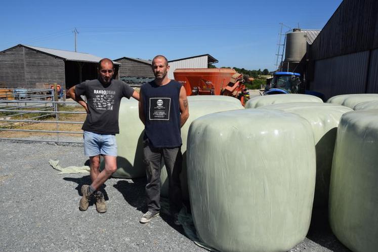 Des dérobées et davantage d’achats de paille vont être nécessaires à Feddy et Guillaume Hubert pour nourrir leur cheptel de parthenaises.