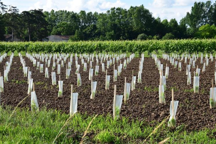 Les demandes individuelles des viticulteurs seront recevables à partir de mars-avril 2017 et FranceAgrimer devra les traiter, réglementation oblige, avant le 31 juillet.