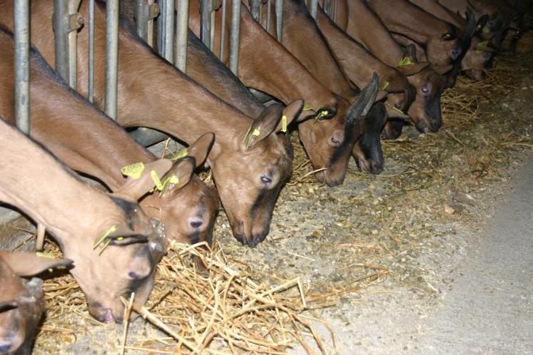 L’année a démarré avec un cheptel de chèvres réduit de 3% et les systèmes d’élevage au foin pâtissent encore de la mauvaise qualité des stocks constitués en 2013.