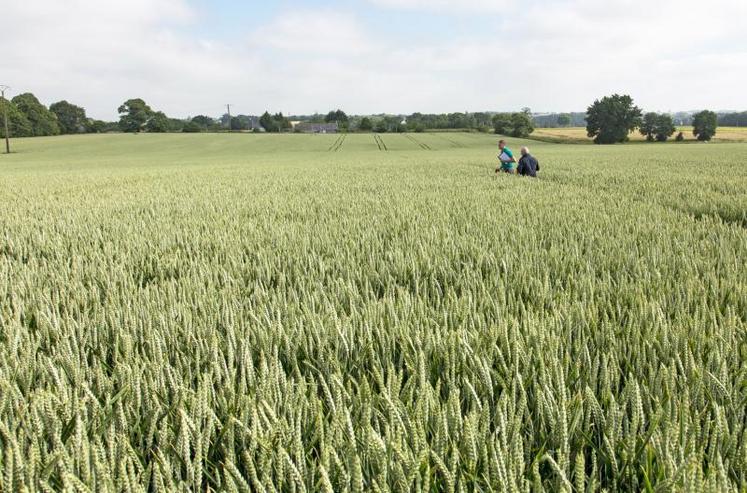 Cette année, les rendements moyens des céréales à paille sont estimés entre 70 et 80 quintaux.