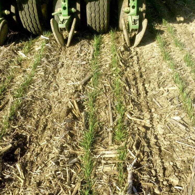 L’objectif du relay cropping est ici de maximiser les rangs de blé sans sacrifier ceux de soja.