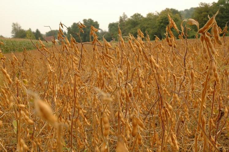 Le soja est sensible aux températures et à la photopériode dans l'initiation florale. Sa maturité devrait être atteinte au 30 septembre en Poitou-Charentes. Les gousses basses non récoltées peuvent faire perdre 4,4 q au sol.