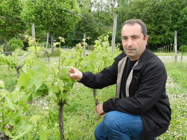 Sébastien Julliard, directeur du Conservatoire du vignoble charentais a travaillé sur une ancienne pépinières de vignes américaines sur l’île d’Oléron.