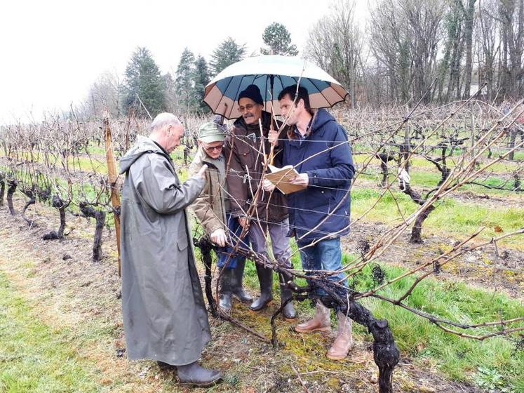 Les parapluies étaient de sortie dans les vignes du lycée Le Renaudin.