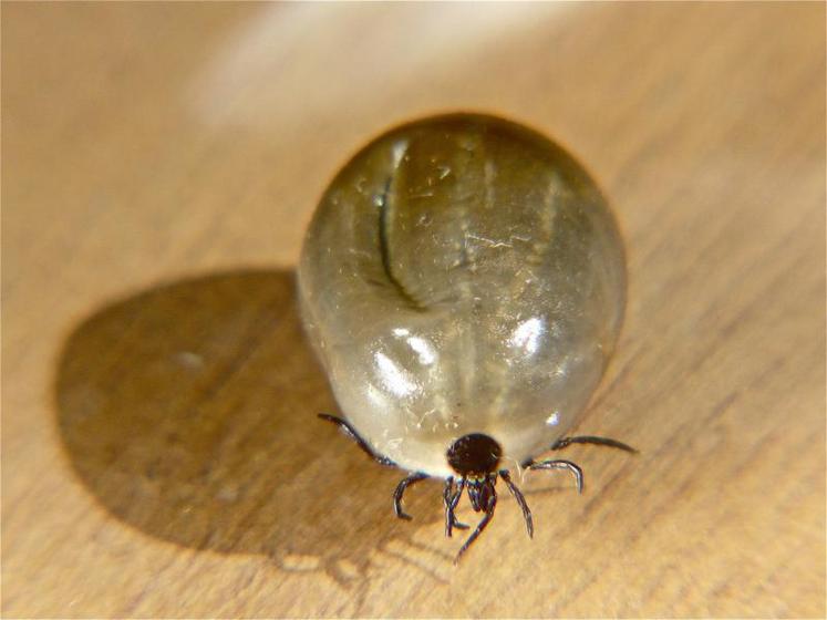 90 000 nouveaux cas de maladie de Lyme sont estimés en Europe, chaque année. Le projet de recherche Ohticks !, coordonné par l’Inra, a pour but d’identifier les agents pathogènes transmis par les tiques et responsables de syndromes inexpliqués chez les humains et les animaux. Ohticks ! recrute des patients au plus tôt après la piqûre. Plus d’informations sur le site Internet. https://www.ohticks.fr/