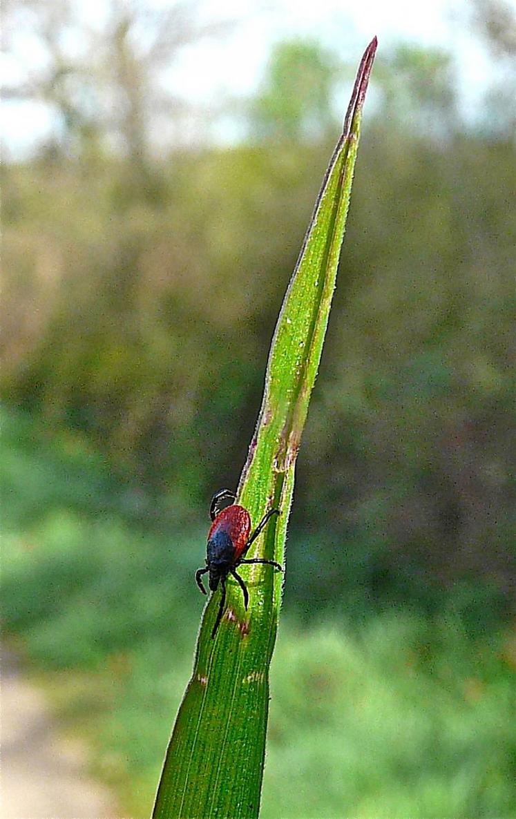 Une tique Ixodes ricinus, adulte femelle, sur son brin d’herbe.