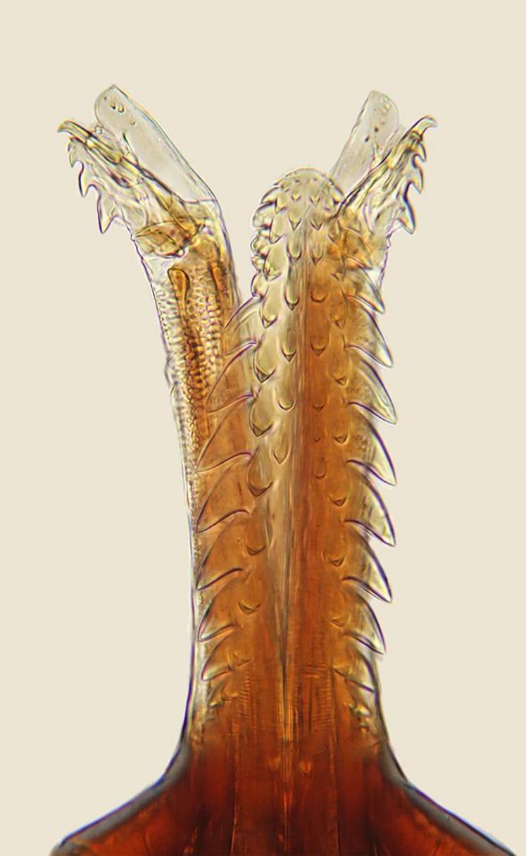 Pièces buccales d’une nymphe d’Ixodes ricinus : hypostome (rostre) avec les chélicères de part et d’autre. L’espèce Ixodes ricinus transmet les bactéries causant la maladie de Lyme.