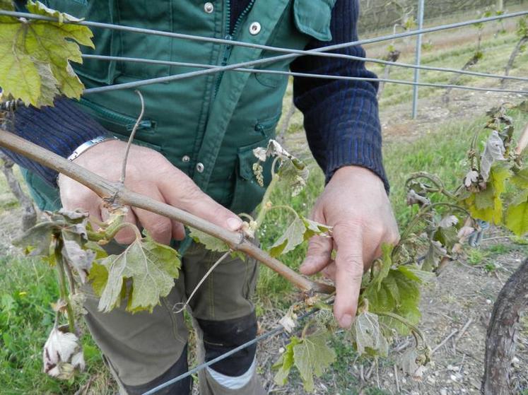 Vignes touchées par le gel à Lamérac.