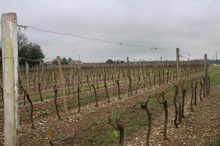 Conserver la maximum de végétation dans la vigne après le passage de la grêle.