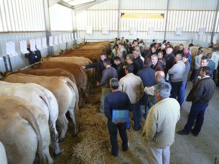 Trente-neuf animaux étaient exposés lors de ce premier concours national de bovins bio de boucherie.
