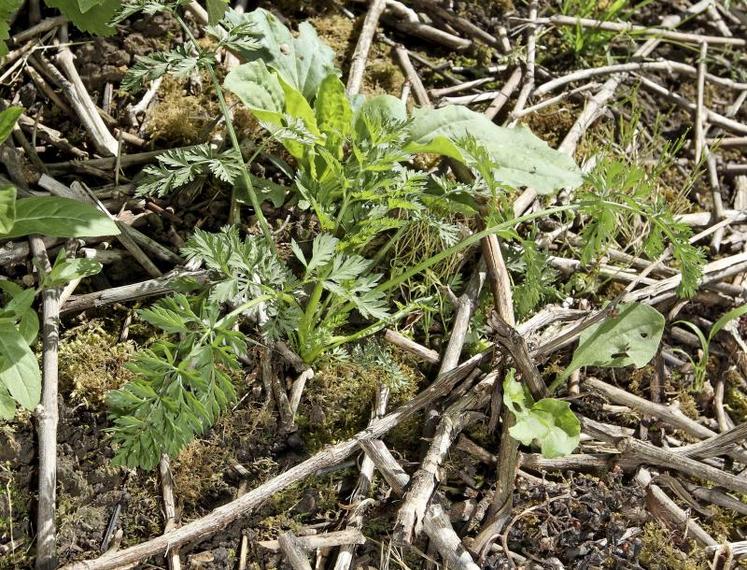 Pour l’institut technique, la connaissance des plantes est indissociable d’un travail du sol efficace.