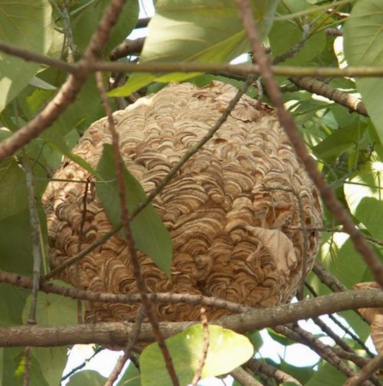 Le frelon asiatique compte parmi les 37 espèces classées par
la Commission européenne comme espèces exotiques envahissantes.