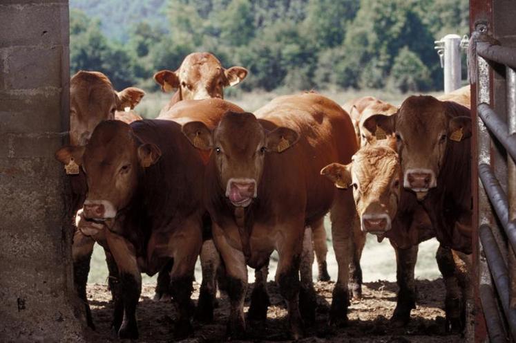 Les éleveurs de bovins viande font monter la pression avant la table nationale du 17 juin.