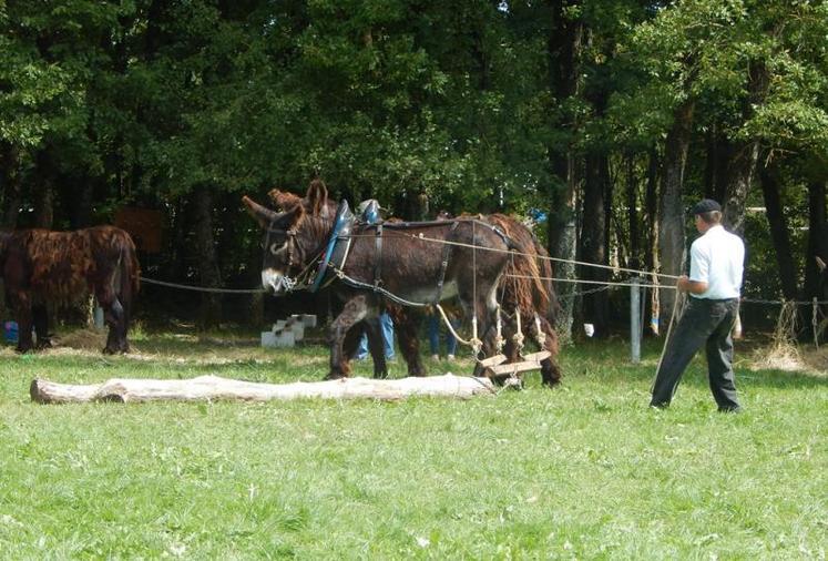 Totem du Vern et Ubu du Vern, menés par Hubert Fourgeau. Démonstration de débardage lors du concours national mulassier en 2015.