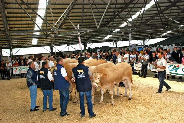 Samedi après-midi, alors que blondes d’Aquitaine (81 animaux) et prim’holsteins (30 vaches et 100 génisses) défilaient sur les rings, le public professionnel se massait dans l’allée centrale du marché de Lezay.