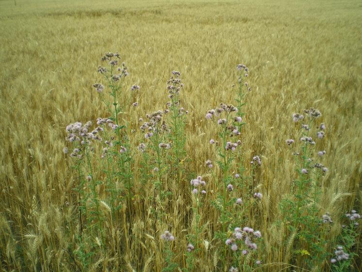 Chardons, Deux-Sèvres