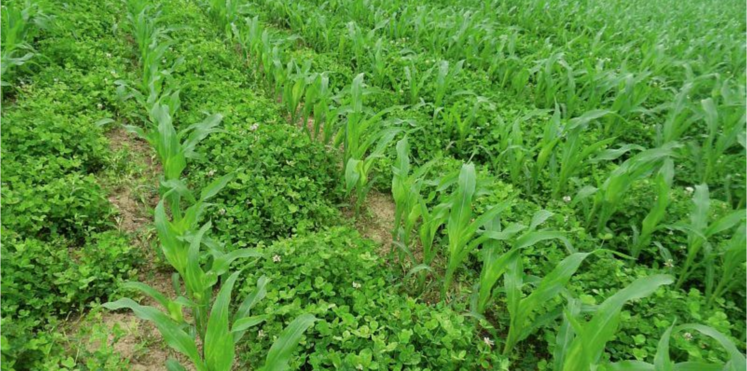 Le couvert sert à protéger les plantules des aléas climatiques.