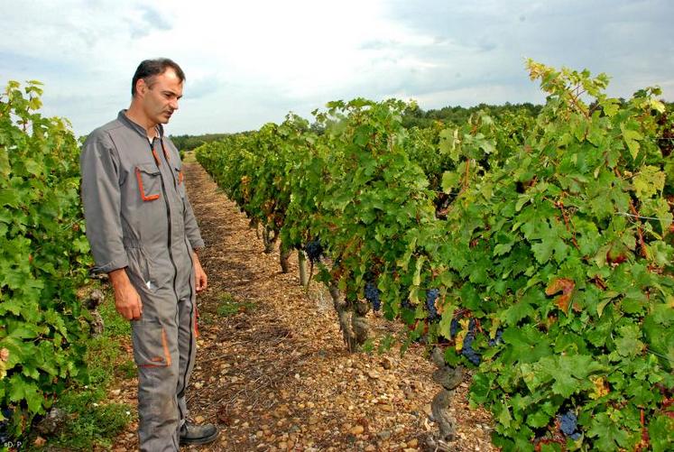 « Pour l’instant, je suis satisfait. L’aspect visuel du raisin est bon, la vendange est saine », constate Bruno Basset.