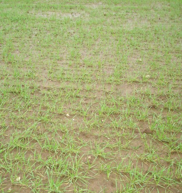 Les pluies abondantes de ces derniers mois impliquent d’adapter la fertilisation des céréales.