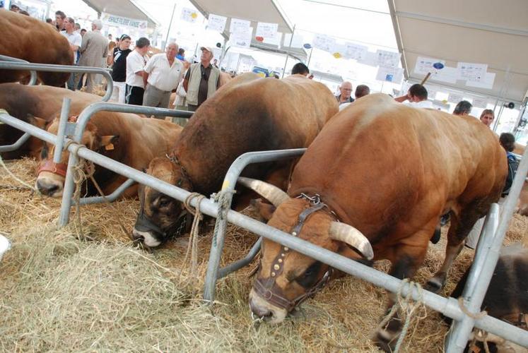 Deux cent vingt bêtes ont concouru lors de la dernière édition du national parthenais dans le Maine-et-Loire.