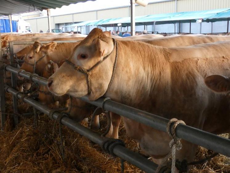 La 18ème édition du concours bovins de Tonnay-Boutonne s'est déroulée le 1er avril.