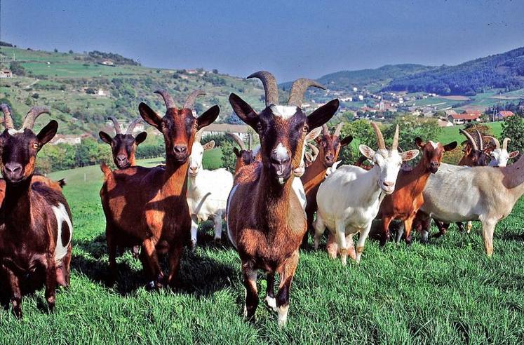 Rhône-Alpes est la première région en nombre d'exploitations et la deuxième pour le nombre de chèvres