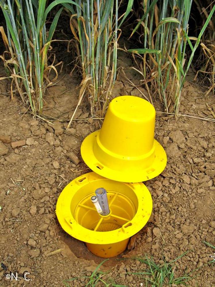Une cuvette jaune partiellement enterrée permet de détecter l’arrivée des grosses altises.