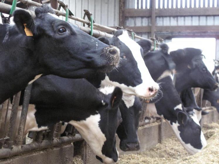 A la date du 13 avril 2015, quatre cas de tuberculose bovine ont été découverts en Charente depuis le début de l'année.