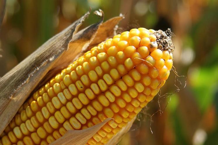 La précocité des variétés cultivées doit être adaptée au  contexte de production, zone de culture et date de semis.